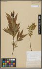 Foto von Salix alba L. x Salix pentandra L.